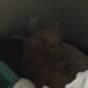 Meet your Posher, Delaney